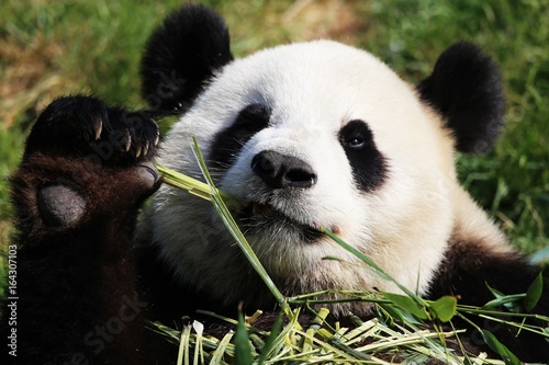 Panda en plein repas