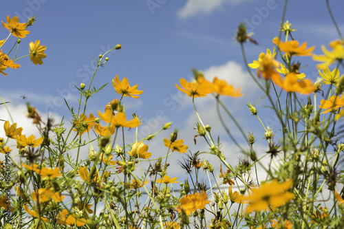 Yellows cosmos flowers on the sky background