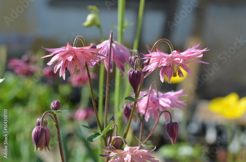Розовые цветы водосбора. аквилегии, Aquilegia vulgaris 'Barlow Pink'