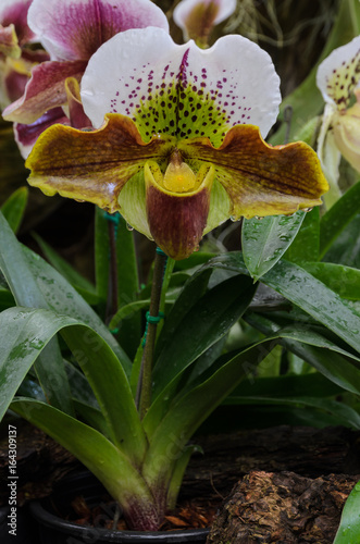 Lady slipper orchid or Paphiopedilum Slipper Orchid flower photo