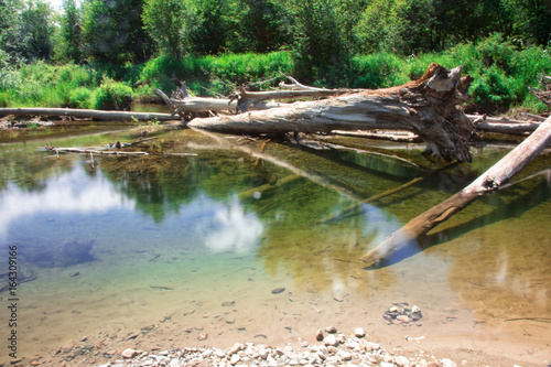 Fallen Timber