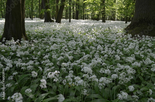 Весенний лес с цветущей белой черемшой Allium ursinum возле города Хропине в Моравии, Чехии photo