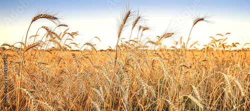 Wheat field. Ears of wheat.