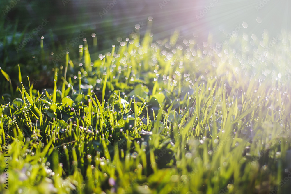 Fototapeta premium Grass. Summer. Fresh green summer grass with dew drops close-up
