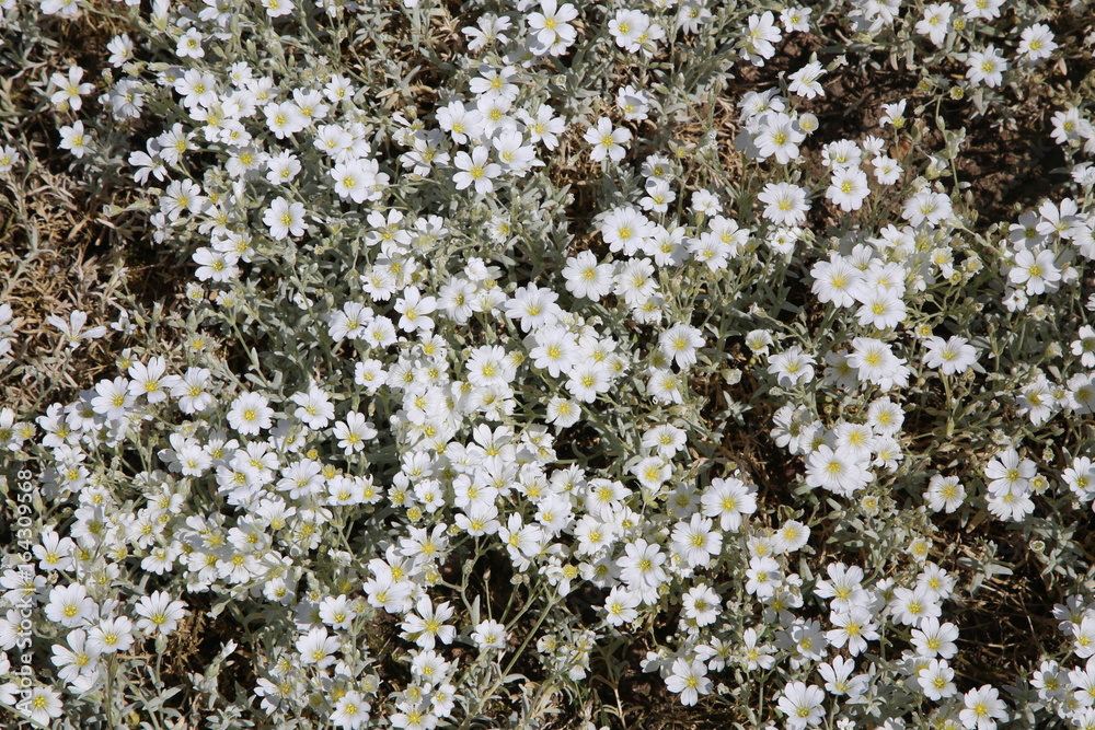fleurs fleurs