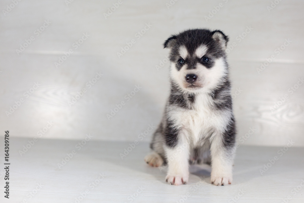Cute Siberian husky dog puppy on a light background Cute Siberian husky dog puppy on a light background