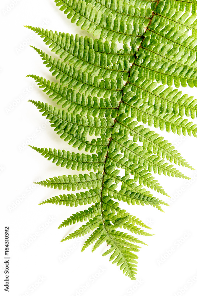 Exotic plants, fern leaf background on white