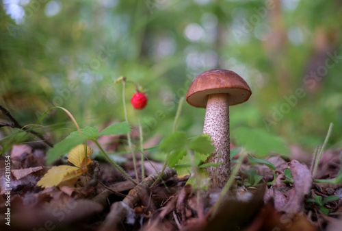 Wild boletus and wild strawberries in the woods