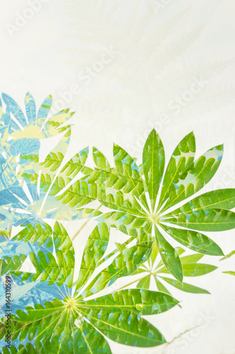 Exotic plants  fern leaves  artistic background