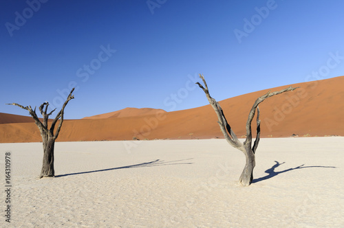 Dead acacia trees and dunes in the Namib desert / Dunes and dead acacia trees in the Namib desert, Dead Vlei, Sossusvlei, Namibia, Africa.