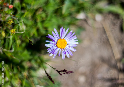 Nature - Fleurs - Aster Alpinus