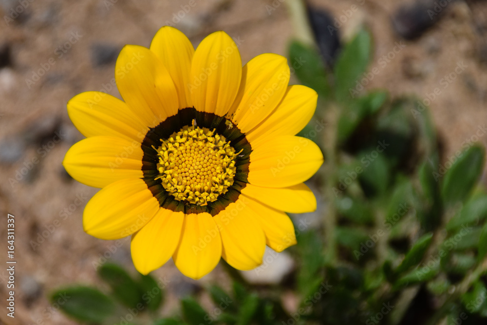 Fototapeta premium Over head capture of a large yellow flower in an arid environment