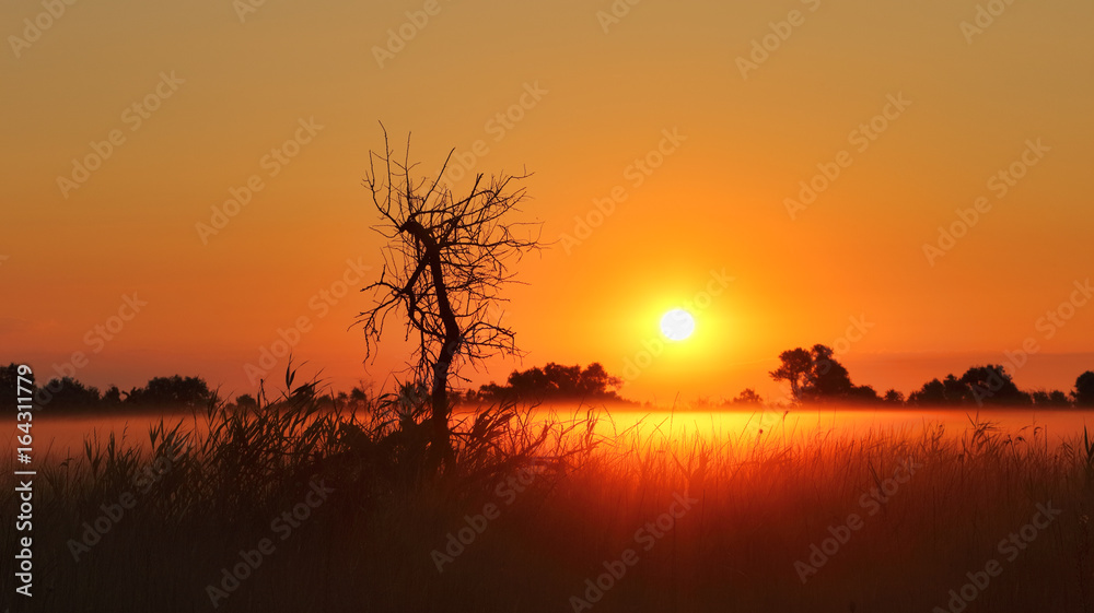 Panorama of the sunrise. The black silhouette of the dead tree and the fog over the field create a mystical picture at dawn.
