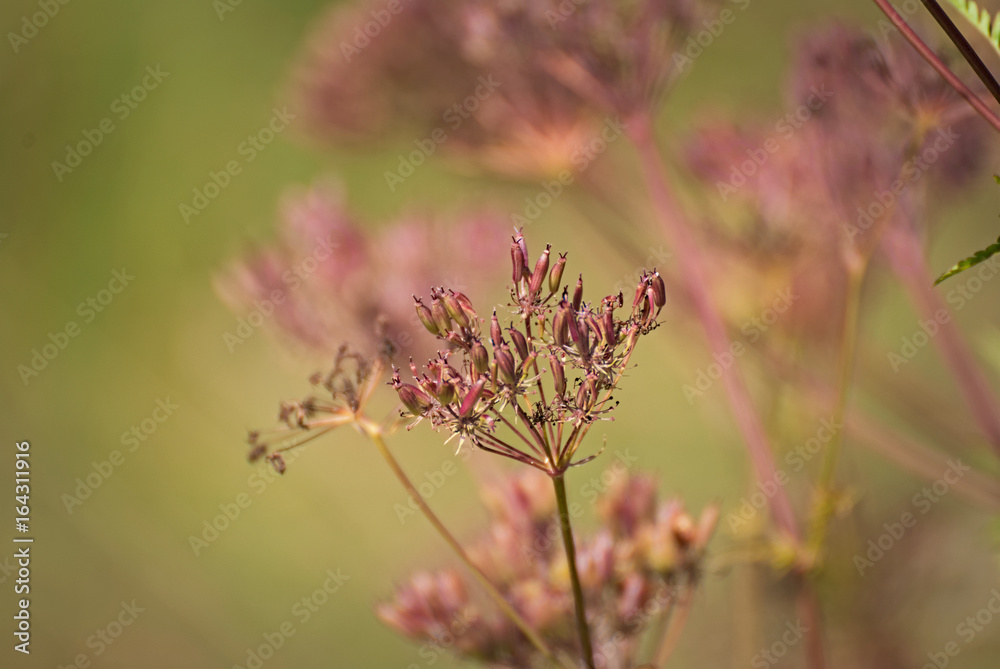 wild flowers in summer with a lovely background wild flowers in summer with a lovely background