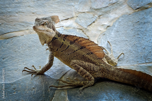 Lizard with attitude photo