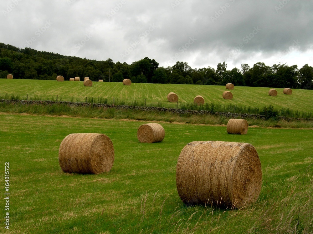 hay bales field