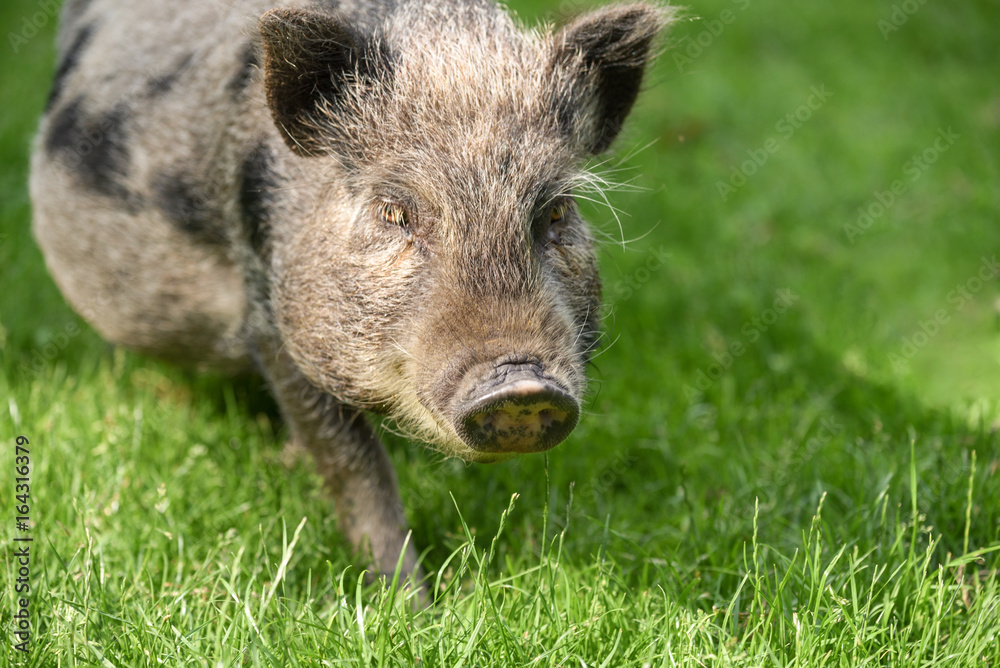 Junges Wildschwein- Close up-In Angesicht Junges Wildschwein- Close up-In Angesicht