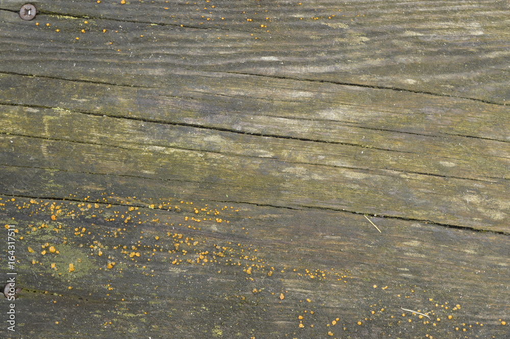 Naklejka premium Background from old moldy wooden&nbsp;board