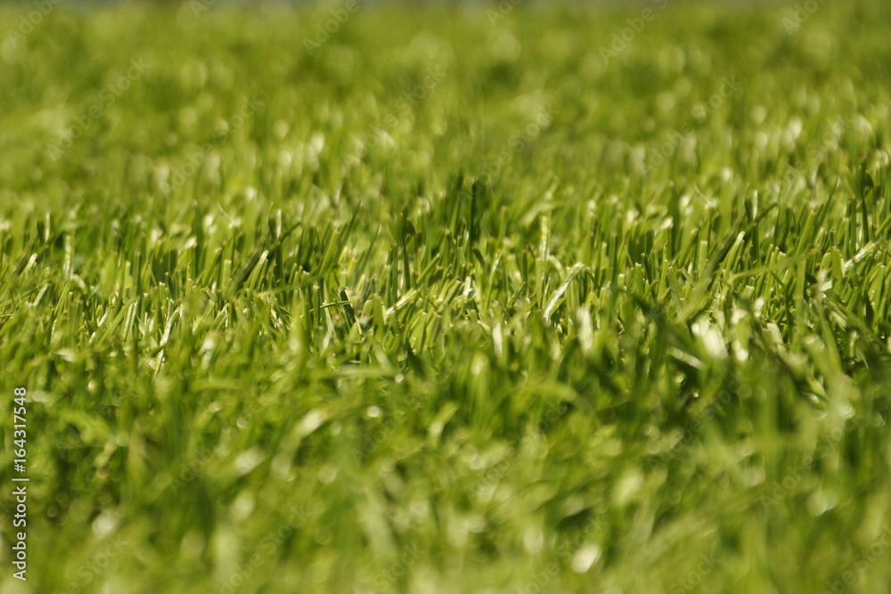 the grass in the meadow. the grass in the meadow.
