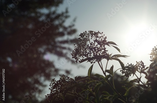 Golden hour leafs 