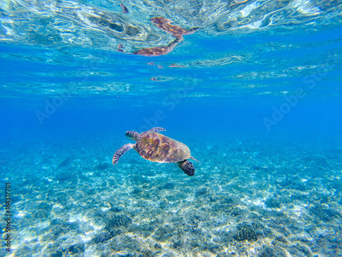 Green sea turtle underwater photo. Sunny tropical lagoon and marine animal.