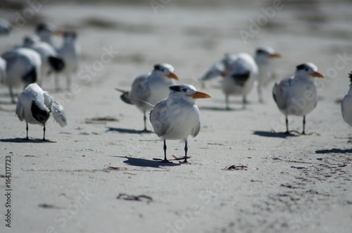 Clearwater Birds