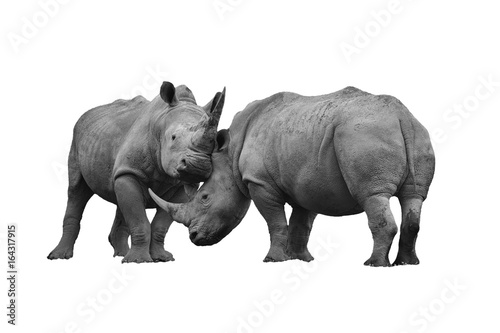 Two rhinoceros fighting cut out and isolated on a white background 