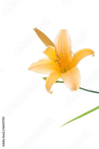 beautiful blooming lily