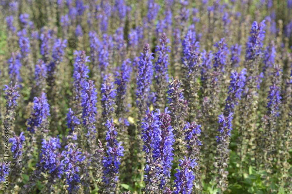 Salvia nemorosa - ornamental plant with violet flowers Salvia nemorosa - ornamental plant with violet flowers