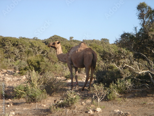 Maroc