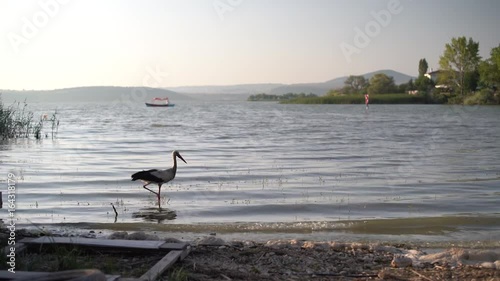 Göl kenarında yürüyen leylek photo