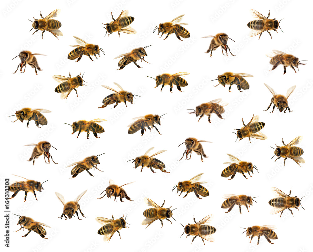 group of bee or honeybee on white background, honey bees