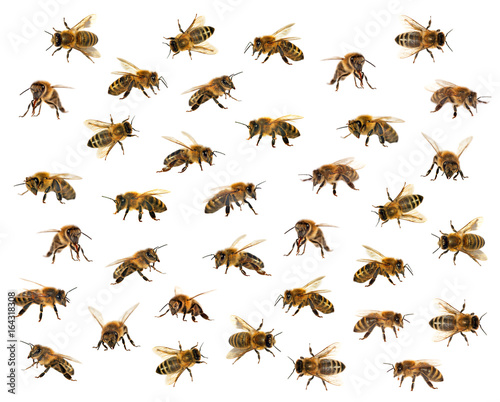 group of bee or honeybee on white background  honey bees