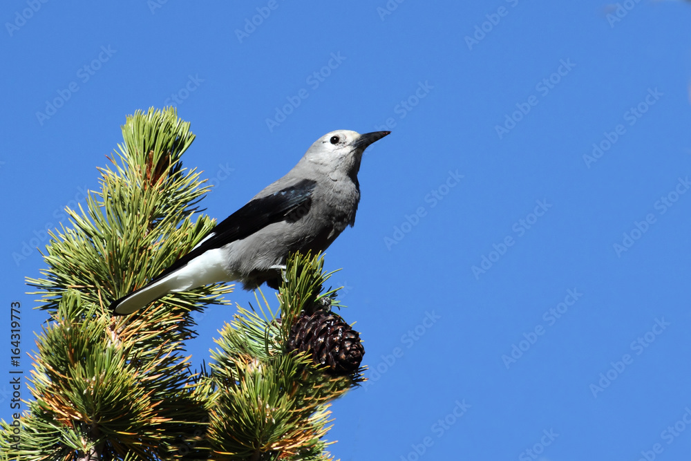 Clarks Nutcracker (Nucifraga columbiana) Clarks Nutcracker (Nucifraga columbiana)
