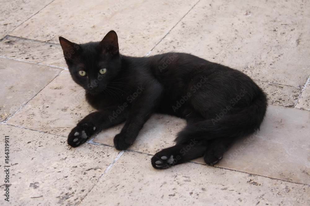 Fototapeta premium black cat, katze
