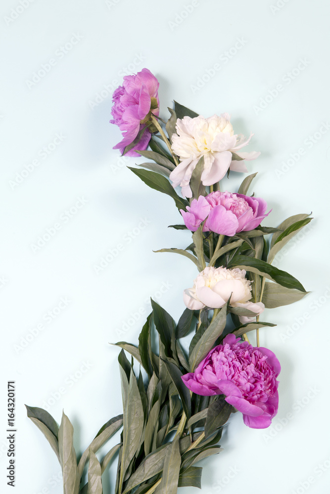 the Pink and white peony flowers isolated on blue background