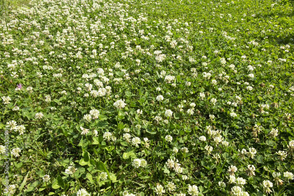 Meadow overgrown with young grass mostly white clover Meadow overgrown with young grass mostly white clover