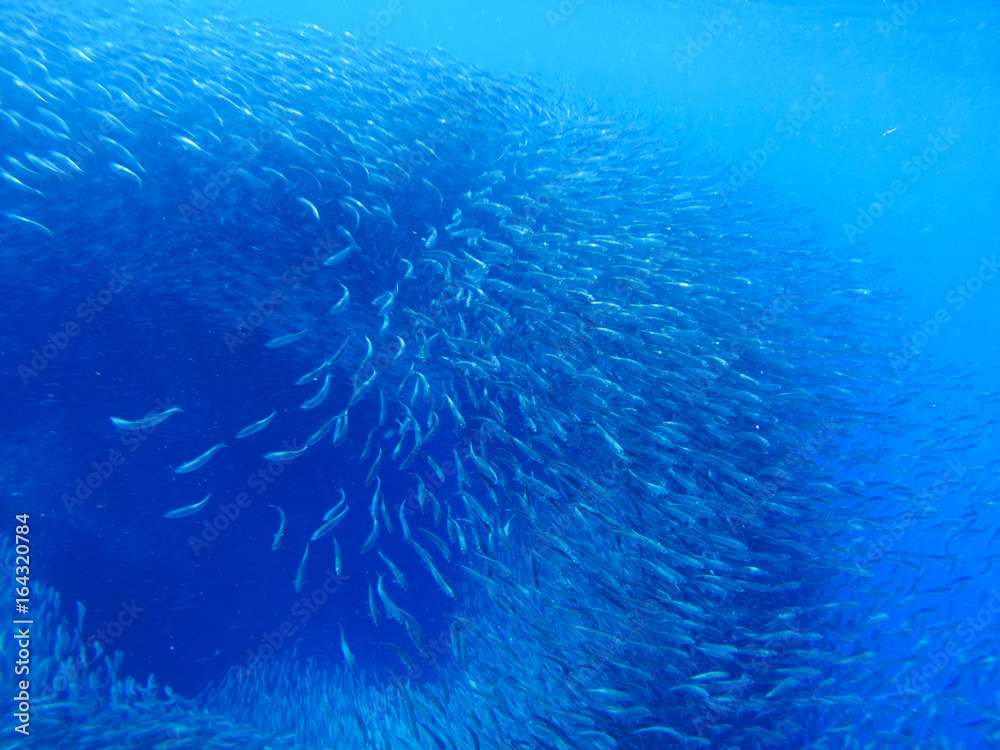 Naklejka premium Sardines colony in blue ocean water. Massive fish school undersea photo.