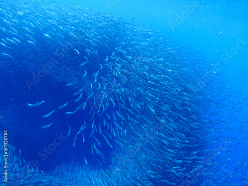Sardines colony in blue ocean water. Massive fish school undersea photo.