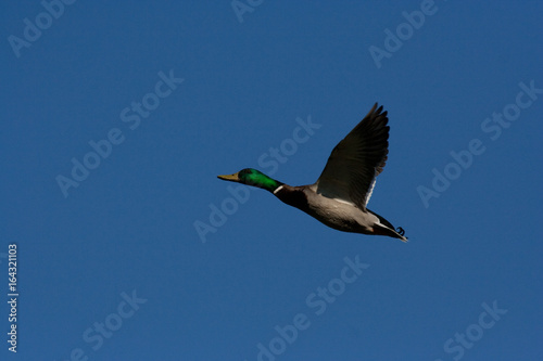 ente im flug