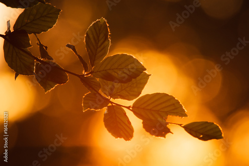 Ast einer Buche mit Sonnenuntergang im Hintergrund photo