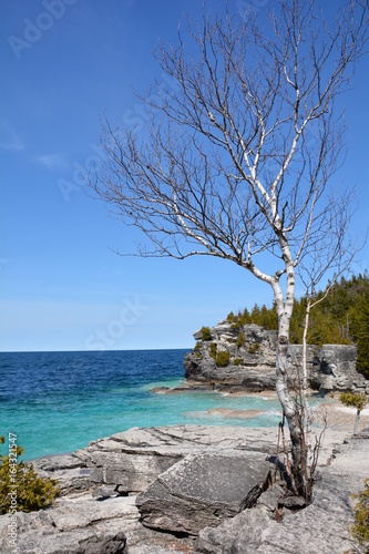 Fototapeta Naklejka Na Ścianę i Meble -  brzoza rosnąca w skale