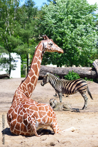 giraffes and zebra in the zoo safari park