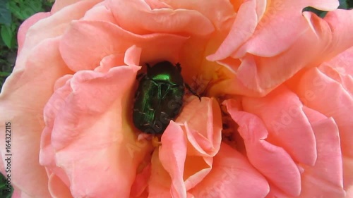 Green with metallic shine beetle Cetonia aurata or Rose chafer moves in the soft pink beautiful flower of the rose - 38s. A scarab beetle extracts pollen in a rose flower, a close-up video with sound photo