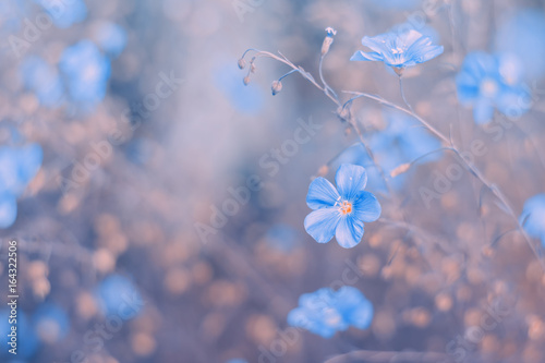 Blue wildflowers on a beautiful pink vintage background.Selective soft backgrounds photo