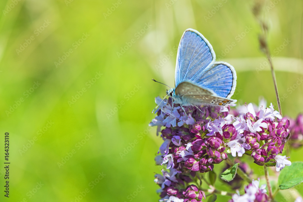 Naklejka premium Hauhechel-Bläuling, Polyommatus icarus, auf Dost
