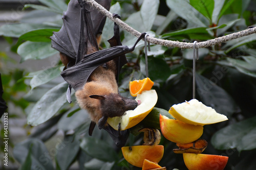 Megabat enjoying his fruit snack photo