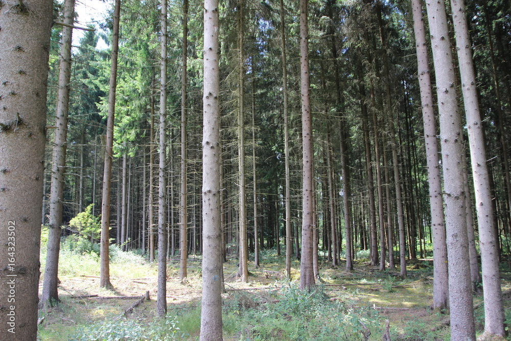 Fototapeta premium Nadelwald