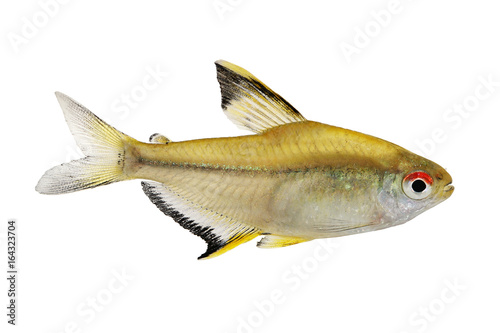Lemon tetra Hyphessobrycon pulchripinnis tropical freshwater aquarium fish 