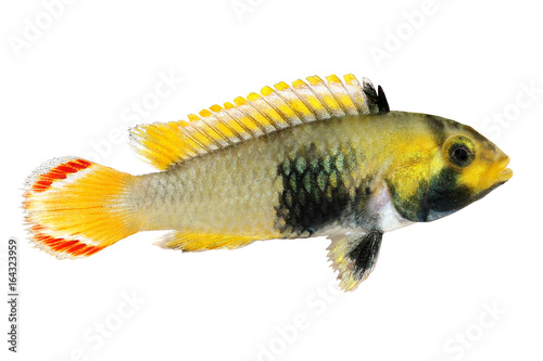 Dwarf Cichlid Blue Panda Apisto Apistogramma Pandurini aquarium fish 
 photo